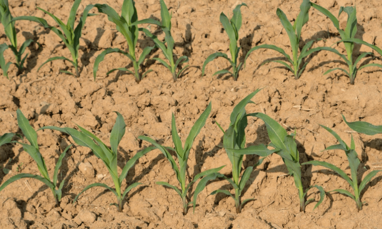 Advanced Stand Count Analysis in Crop Management - Southern Drone OPS